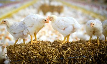 pakistani consumers announces strike after increase in chicken price