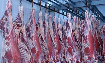 aimal-wali-dog-donkey-meat
