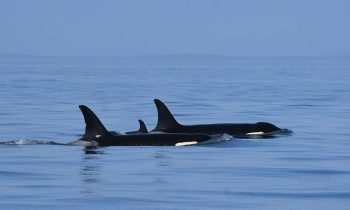WHALE WITH HER DEAD CHILD CALF