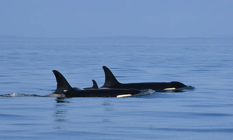 WHALE WITH HER DEAD CHILD CALF