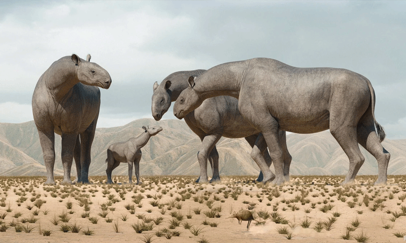 PARACERATHERIUM