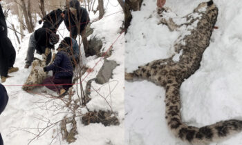 snow leopard found death in chitral 2026 wildlife