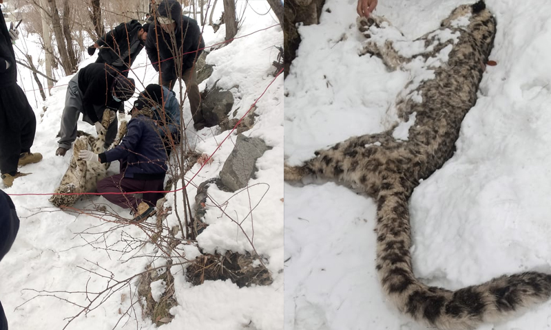 snow leopard found death in chitral 2026 wildlife