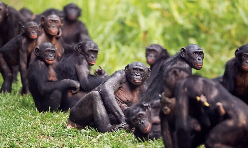 chimpanzee
